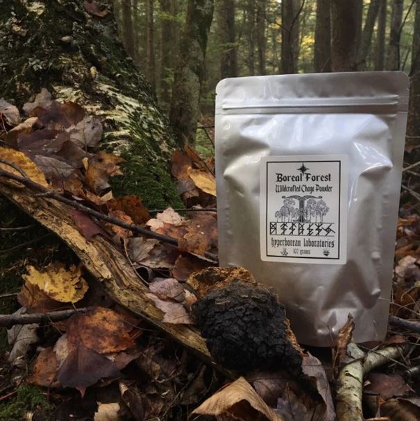 Boreal Forest Wildcrafted Chaga Mushroom Powder (100g) Inonotus obliquus